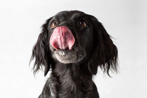 doglinedogs alle honden die klant zijn bij dogline