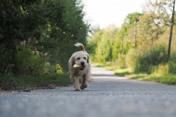 kleine hond loopt op landeg met brood in zijn bek