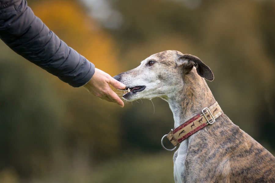 hond krijgt brokje van zijn baas