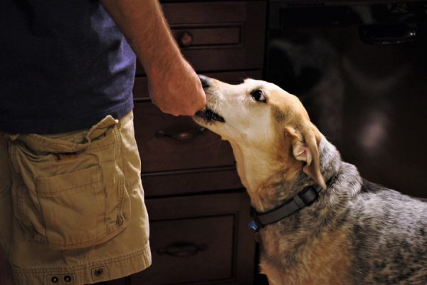 Dogline een gezonde snack voor je hond