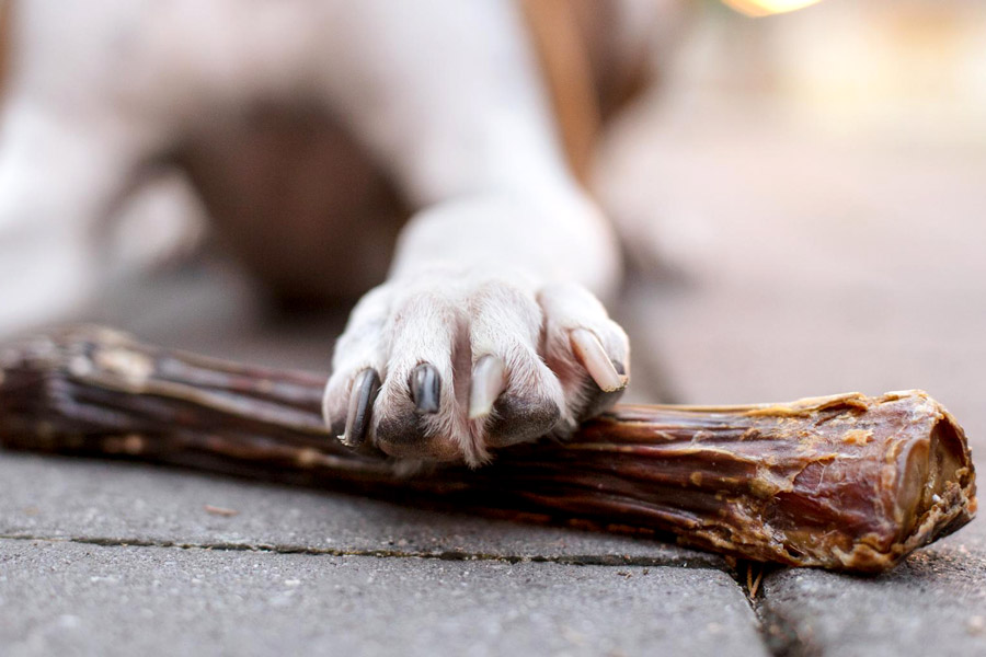 Mag je een hond een bot geven? Dogline