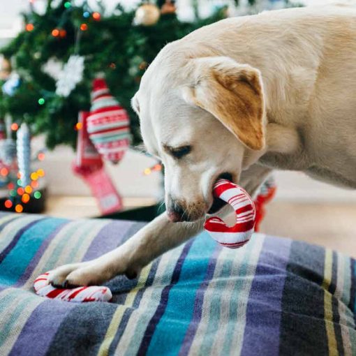 P.L.A.Y. Holiday Classic Candy Canes labrador met candy