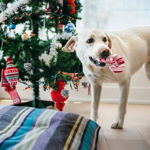 P.L.A.Y. Holiday Classic Candy Canes labrador met candy in bek