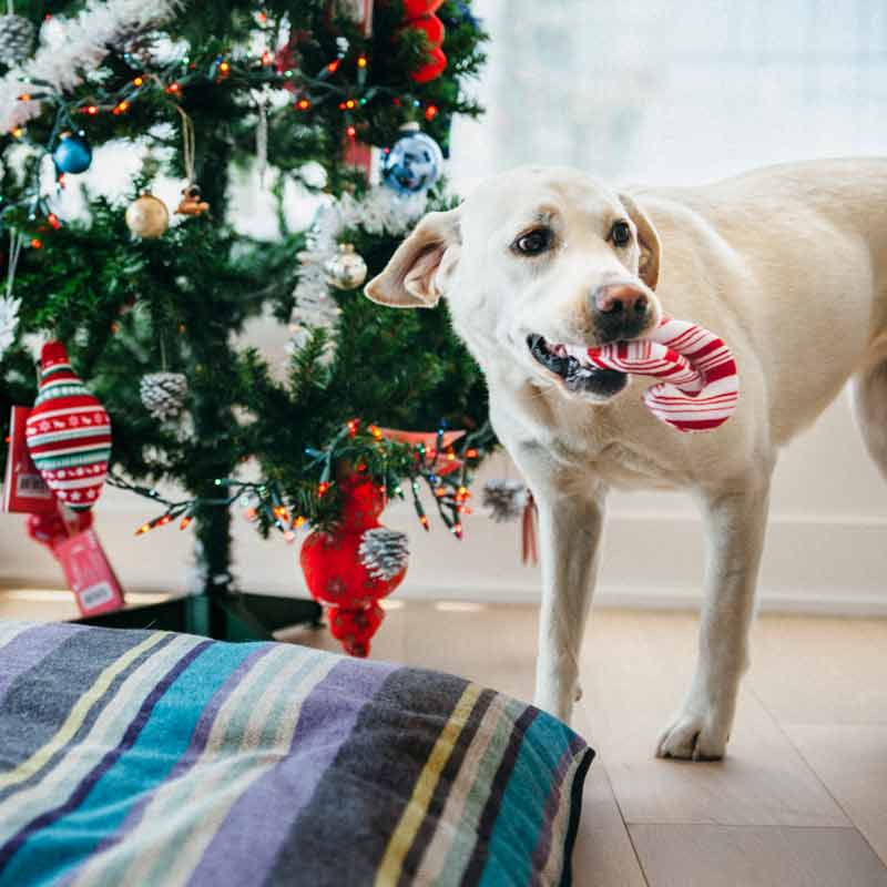 Herrie afstand Omleiding Dogline P.L.A.Y. Holiday Classic Candy Canes kopen? | Het beste voor je hond  bij Dogline