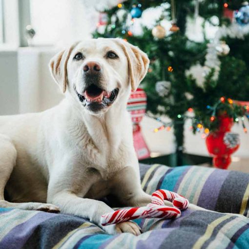 P.L.A.Y. Holiday Classic Candy Canes labrador met candy op kussen